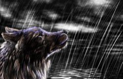 Rule 34 | cloud, darkness, fur, rain, sky, tears, water, wet, wolf