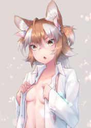 Rule 34 | 1girl, absurdres, akuma (st.takuma), animal ears, bow, breasts, brown eyes, brown hair, chromatic aberration, collarbone, collared shirt, commentary, grey hair, hair between eyes, hair bow, hands up, highres, japanese wolf (kemono friends), kemono friends, long hair, long sleeves, looking at viewer, multicolored hair, necktie, no bra, open clothes, open mouth, open shirt, shirt, small breasts, solo, stomach, symbol-only commentary, two-tone hair, two side up, undone necktie, undressing, upper body, white shirt, wing collar, wolf ears