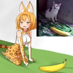 Rule 34 | 10s, 1girl, :3, animal ears, banana, bare shoulders, blush, bob cut, bow, bowtie, breasts, brown hair, cat, clenched hands, commentary request, elbow gloves, fangs, food, from side, fruit, gloves, half-closed eyes, high-waist skirt, kemono friends, large breasts, looking to the side, meme, multicolored hair, open mouth, orange bow, orange bowtie, orange eyes, orange gloves, orange hair, orange skirt, orange thighhighs, parody, photo-referenced, photo (medium), photo inset, print bow, print bowtie, print gloves, print neckwear, print skirt, print thighhighs, real life, reference inset, seiza, serval (kemono friends), serval print, serval tail, setia pradipta, shirt, short hair, sitting, skirt, sleeveless, sleeveless shirt, solo, streaked hair, tail, thighhighs, two-tone hair, v-shaped eyebrows, white footwear, white shirt