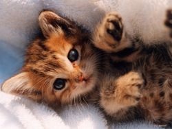 Rule 34 | animal, animal focus, blue eyes, cat, kitten, looking at viewer, lying, on back, pet, photo (medium), spots, striped, towel, whiskers