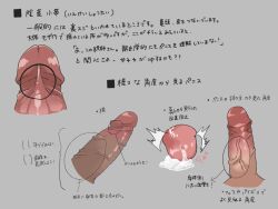 Rule 34 | anatomy, arrow (symbol), bara, collage, cum, disembodied penis, ejaculation, erection, girthy penis, highres, how to, male focus, original, penis, shrimp g r18, testicles, translation request, uncensored, veins, veiny penis
