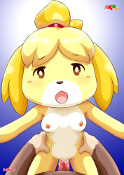Rule 34 | 1boy, 1girl, animal crossing, animal ears, dog, dog ears, dog girl, dog tail, fur, gradient background, hetero, highres, isabelle (animal crossing), looking at viewer, nintendo, penis, pov, pov crotch, pov hands, simple background, solo focus, tagme, tail, yellow fur