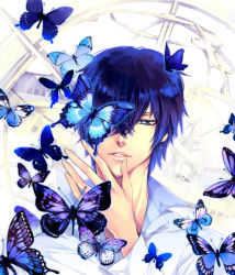 Rule 34 | antennae, bian (artist), blue eyes, blue hair, bug, butterfly, hibari kyouya, bug, katekyo hitman reborn!, short hair, wings