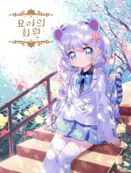 Rule 34 | 1girl, animal ears, black neckwear, black shirt, blazer, blue eyes, blue neckwear, blue skirt, blush, bow, bowtie, braid, closed mouth, collared shirt, flower, hair between eyes, jacket, korean text, long hair, long sleeves, looking at viewer, mechuragi, necktie, original, pleated skirt, rain, red flower, shirt, silver hair, sitting, sitting on stairs, skirt, sleeves past wrists, smile, solo, stairs, tail, tail raised, thighhighs, traditional bowtie, translation request, tree, twin braids, very long hair, white jacket, white thighhighs, yellow flower