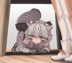Rule 34 | 2girls, all fours, animal ears, animal print, back bow, bare shoulders, boots, bow, bowtie, brown pantyhose, cat ears, cat girl, cat print, cat tail, dhole (kemono friends), elbow gloves, gloves, green eyes, grey bow, grey bowtie, grey gloves, grey hair, grey shirt, hiding, highres, kemono friends, kosai takayuki, multicolored hair, multiple girls, pantyhose, print gloves, print shirt, print skirt, sandals, shirt, short hair, skirt, sleeveless, table, tail, tsushima leopard cat (kemono friends), two-tone pantyhose, under table, white footwear, white pantyhose