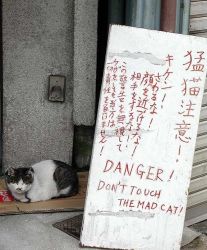 Rule 34 | asian, cat, english text, japanese (nationality), photo (medium), sign, translation request, warning