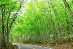 Rule 34 | forest, highres, nakazawa noboru, nature, no humans, photorealistic, realistic, road, road sign, scenery, sign, tree