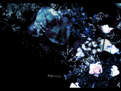 Rule 34 | blue flower, blue rose, dark, english text, engrish text, flower, highres, hiiragi ryo, hiiragi ryou, no humans, plant, ranguage, rose, wallpaper