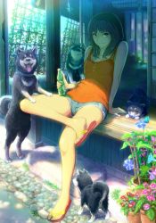 Rule 34 | 1girl, animal, arm support, bare shoulders, black hair, blue eyes, bottle, bug, butterfly, dog, drink, flower, haitaka, bug, crossed legs, light smile, looking at viewer, morning glory, original, plant, potted plant, puppy, revision, sandals, shade, shiba inu, short hair, short shorts, shorts, sitting, solo, sunlight, veranda, wind chime