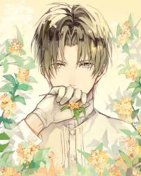 Rule 34 | 1boy, brown hair, buttons, collar, collared shirt, covered mouth, cuffs, flower, flower over mouth, gloves, grey eyes, hand to own mouth, heshikiri hasebe, heterochromia, holding, holding flower, kasa77322, long sleeves, looking at viewer, male focus, parted bangs, shirt, short hair, simple background, sleeve cuffs, solo, touken ranbu, upper body, white gloves, white shirt, yellow background, yellow eyes, yellow flower
