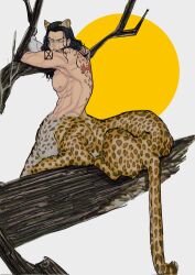 Rule 34 | 1boy, animal ears, arm tattoo, artist request, bird, black hair, branch, full moon, grey background, hattori (one piece), highres, large pectorals, leopard boy, leopard ears, long hair, looking at viewer, male focus, moon, muscular, muscular male, one piece, pectorals, pigeon, rob lucci, scar, scar on back, tattoo, taur, third-party source, tree, yellow eyes
