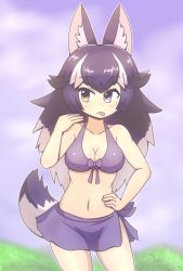 Rule 34 | 10s, 1girl, animal ears, bikini, black hair, blue eyes, blush, breasts, cleavage, closed mouth, collarbone, fanning face, grey wolf (kemono friends), heterochromia, kemono friends, large breasts, long hair, looking away, multicolored hair, navel, solo, swimsuit, tail, tongue, tongue out, white hair, wirou, wolf ears, wolf tail, yellow eyes