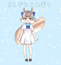 Rule 34 | alternate costume, blue bow, blue bowtie, bow, bowtie, brown footwear, brown hair, casual, chipmunk ears, chipmunk girl, chipmunk tail, commentary request, dress, full body, hair bow, highres, kemono friends, kuromitsu (9633 kmfr), light brown hair, loafers, multicolored hair, sailor collar, sailor dress, shoes, short hair, short sleeves, siberian chipmunk (kemono friends), sidelocks, socks, translation request, virtual youtuber, white dress, white hair, white socks