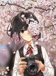 Rule 34 | 1girl, black dress, black hair, blurry, blurry background, blush, branch, camera, cherry blossoms, closed mouth, collared shirt, depth of field, dress, holding, holding camera, long sleeves, looking at viewer, mole, mole under eye, multicolored hair, one eye covered, original, petals, pinafore dress, pink hair, shirt, short hair, sleeveless dress, smile, spring (season), teshima nari, two-handed, two-tone hair, upper body, white shirt, wing collar