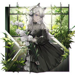 Rule 34 | 1girl, :d, absurdres, animal ear fluff, animal ears, arknights, black dress, blue eyes, border, breasts, cleavage, collarbone, dress, eminya 27, eyebrows hidden by hair, flower, frilled dress, frills, hair flower, hair ornament, hairband, heavyrain (arknights), heavyrain (tranquil moss) (arknights), highres, holding, holding flower, horse ears, long hair, long sleeves, looking at viewer, official alternate costume, open mouth, outside border, rose, silver hair, small breasts, smile, solo, striped clothes, striped hairband, white border, white flower, white rose, window