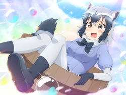 Rule 34 | 1girl, :o, absurdres, animal ear fluff, animal ears, basin, black footwear, black hair, blue shirt, breasts, brown eyes, commentary, common raccoon (kemono friends), elbow gloves, extra ears, fang, fur collar, gloves, grey hair, highres, in container, kemono friends, looking at viewer, medium breasts, multicolored hair, pantyhose, puffy short sleeves, puffy sleeves, raccoon ears, raccoon tail, shiraha maru, shirt, shoes, short sleeves, sitting, soap bubbles, solo, striped tail, tail, white hair, white pantyhose