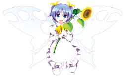 Rule 34 | 1girl, :d, ascot, blue eyes, blue hair, dress, fairy, fairy wings, female focus, flower, hair ribbon, highres, looking at viewer, matching hair/eyes, open mouth, ribbon, short twintails, simple background, smile, solo, sunflower, sunflower fairy (touhou), touhou, tsubasa (abchipika), twintails, white background, white dress, white theme, wings