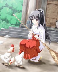 Rule 34 | bird, black hair, broom, brown eyes, chicken, japanese clothes, miko, rooster
