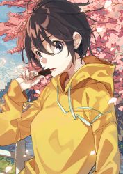 Rule 34 | 1girl, blouse, breasts, brown eyes, brown hair, candy, cherry blossoms, eating, falsehood, food, holding, holding candy, holding food, looking at viewer, medium breasts, open mouth, outdoors, shirt, short hair, solo, upper body, yellow shirt