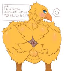 Rule 34 | anus, ass, blush, chocobo, final fantasy, no humans, pussy, spread anus, spread ass, square enix, sukarabe (scarab), translation request