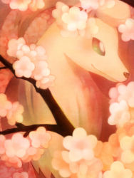 Rule 34 | animal, cherry blossoms, closed mouth, creatures (company), flower, fox, game freak, gen 1 pokemon, kiusagi, looking to the side, ninetales, nintendo, no humans, pink flower, pokemon, pokemon (creature), pokemon rgby, sidelocks, smile, solo