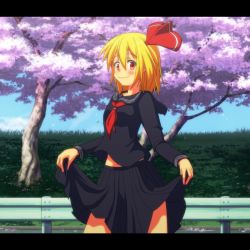 Rule 34 | 1girl, alternate costume, black serafuku, black skirt, blonde hair, blush, cato (monocatienus), cherry blossoms, cowboy shot, day, hair ribbon, highres, letterboxed, long sleeves, looking at viewer, lovestruck, midriff, outdoors, pleated skirt, red eyes, ribbon, rumia, school uniform, serafuku, skirt, skirt hold, smile, solo, touhou, tree