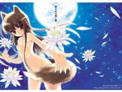 Rule 34 | 00s, 1girl, animal ears, chimaro, cowboy shot, flower, full moon, holo, lily pad, moon, night, night sky, nipples, nude, original, petals, sky, solo, spice and wolf, tail, wolf ears, wolf tail