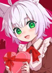 Rule 34 | 1girl, ahoge, animal ears, apron, blush, bow, bowtie, box, dress, fang, gift, green eyes, heart, heart-shaped box, highres, holding, holding gift, lolicom, looking at viewer, open mouth, original, red bow, red bowtie, short hair, smile, solo, upper body, valentine, white hair