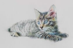 Rule 34 | animal, blue eyes, cat, kitten, looking at viewer, no humans, original, painting (medium), realistic, still life, traditional media, watercolor (medium), yu grassbird