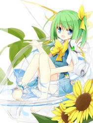 Rule 34 | 1girl, ankle ribbon, barefoot, blue dress, blue eyes, blue skirt, bow, cup, daiyousei, dress, fairy wings, female focus, flower, green hair, hair bow, hair ornament, hairclip, in container, in cup, leg ribbon, mini person, minigirl, open mouth, ribbon, shirt, short sleeves, side ponytail, sitting, skirt, smile, solo, sunflower, touhou, water, wings, yuuhagi (amaretto-no-natsu)