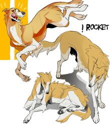 Rule 34 | !, animal, animal focus, borzoi, brown eyes, character name, commentary request, dog, fluffy, full body, ginga (franchise), ginga densetsu weed, highres, multiple views, no humans, pawpads, rocket (ginga densetsu weed), simple background, standing, tail, tongue, white background, wintom