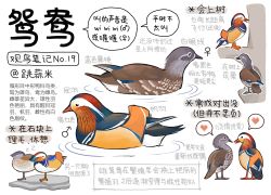Rule 34 | animal, animal focus, bird, black eyes, chinese commentary, chinese text, closed mouth, commentary, duck, full body, garlica, heart, highres, information sheet, mandarin duck, mars symbol, multiple views, no humans, original, simple background, speech bubble, spoken heart, standing, standing on one leg, swimming, translation request, venus symbol, water, white background, zzz