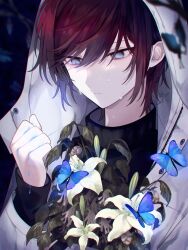 Rule 34 | 1boy, bishounen, black background, black hair, black shirt, blue butterfly, bug, butterfly, closed mouth, crying, crying with eyes open, empty eyes, flower, grey eyes, highres, holding, holding flower, hood, hood up, insect, looking down, male focus, multicolored hair, muon, original, red hair, shirt, short hair, sweater, tears, turtleneck, turtleneck sweater, white flower, white hood