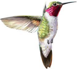 Rule 34 | animal focus, bird, closed mouth, commentary, english commentary, flying, from side, full body, highres, hummingbird, no humans, original, tinylongwing, transparent background
