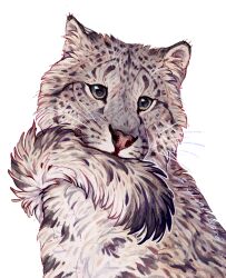 animal animal_focus artist_name biting_own_tail giulialibard green_eyes grey_fur highres leopard looking_ahead no_humans original portrait realistic signature simple_background snow_leopard solo tail white_background