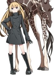 Rule 34 | 10s, 1girl, alternate costume, animal, black dress, black footwear, black gloves, blonde hair, blue eyes, boots, brown hair, buttons, closed mouth, cross-laced footwear, dress, eyebrows, facing viewer, full body, giraffe, gloves, gradient hair, hair between eyes, hand on own hip, high ponytail, hirayama (hirayamaniwa), kemono friends, lace-up boots, legs apart, long hair, long sleeves, looking at viewer, multicolored hair, no animal ears, no horns, no tail, reticulated giraffe (kemono friends), short dress, simple background, solo, standing, tareme, turtleneck, white background, white hair