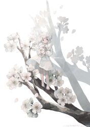 Rule 34 | 1girl, barefoot, branch, cherry blossoms, chomi (xchomio), closed mouth, dated, dress, flower, highres, holding, holding flower, light smile, long sleeves, looking at viewer, medium hair, mini person, minigirl, on branch, original, petals, short dress, solo, standing on branch, twitter username, watermark, white background, white dress, white hair, wind