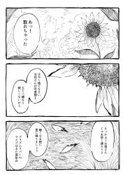 Rule 34 | comic, commentary request, falling petals, flower, greyscale, itomugi-kun, monochrome, no humans, outdoors, petals, sunflower, touhou, translation request