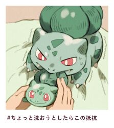 Rule 34 | 1other, border, bright pupils, bulbasaur, character doll, claws, commentary request, creatures (company), doll, game freak, gen 1 pokemon, holding, holding doll, looking down, matsuri (matsuike), mouth hold, nintendo, pokemon, pokemon (creature), pulling, red eyes, sweat, translation request, trembling, white border, white pupils