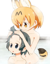 Rule 34 | 10s, 2girls, :3, animal ears, black eyes, black hair, blonde hair, collarbone, commentary request, forehead, groin, hair between eyes, highres, kaban (kemono friends), kemono friends, looking at another, multiple girls, navel, nude, open mouth, partially submerged, sat-c, serval (kemono friends), serval tail, short hair, steam, tail, upper body, water, yellow eyes