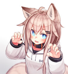 Rule 34 | 1girl, :d, animal ear fluff, animal ears, blue eyes, claw pose, dog ears, dog tail, fang, highres, hood, hood down, hoodie, light brown hair, long hair, long sleeves, looking at viewer, open mouth, original, animal collar, reitou mikan, simple background, smile, tail, white background