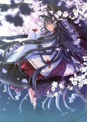 Rule 34 | 1girl, :o, absurdly long hair, absurdres, animal ears, barefoot, black hair, braid, cherry blossoms, cup, detached sleeves, from behind, green eyes, hair ribbon, hakama, hakama skirt, highres, japanese clothes, long hair, looking at viewer, looking back, miko, open mouth, original, petals, red hakama, red ribbon, ribbon, ribbon-trimmed sleeves, ribbon trim, sakazuki, scan, sitting, skirt, soles, solo, taira tsukune, toes, very long hair, wading, water, wide sleeves, wolf ears