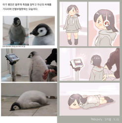 Rule 34 | 10s, 1girl, 3:, aged down, animal, bird, black hair, blush, character name, child, commentary request, dated, drawstring, hair over one eye, headphones, hood, hood down, hoodie, kemono friends, korean commentary, korean text, lying, medium hair, o o, on stomach, penguin, photo inset, real life, reference photo, roonhee, translation request, watch, watermark, web address, weighing scale, wristwatch