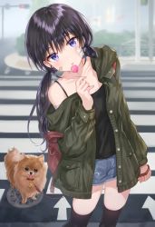 Rule 34 | 1girl, absurdres, animal, bandaid, bandaid on face, bare shoulders, black hair, black jacket, black shirt, black thighhighs, buttons, camisole, candy, chihuahua, collarbone, crosswalk, cutoffs, denim, denim shorts, dog, food, highres, holding, holding candy, holding food, holding lollipop, jacket, leash, lollipop, long hair, long sleeves, looking at viewer, low twintails, manhole, off shoulder, open clothes, open jacket, original, outdoors, parted lips, purple eyes, shirt, short shorts, shorts, sleeveless, sleeveless shirt, solo, standing, thighhighs, tokkyu, twintails