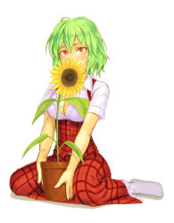 Rule 34 | 1girl, between legs, blush, breasts, cleavage, covering face, female focus, flower, flower pot, green hair, kazami yuuka, large breasts, no shoes, plaid, plaid skirt, plaid vest, plant, potted plant, red eyes, short hair, simple background, sitting, skirt, skirt set, socks, solo, sunflower, touhou, vest, wariza, white background, white socks, yuuji (and)