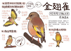 Rule 34 | animal, animal focus, bird, black eyes, chinese commentary, chinese text, closed mouth, commentary, finch, flying, full body, garlica, highres, multiple views, no humans, original, simple background, sparkle, speech bubble, sunglasses, translation request, walkie-talkie, white background