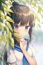 Rule 34 | 1girl, black sailor collar, blue neckerchief, blurry, blurry background, blush, branch, breasts, brown hair, closed mouth, day, depth of field, expressionless, hair between eyes, hand up, head tilt, high ponytail, kawami nami, leaf, light particles, long hair, looking at viewer, neckerchief, original, outdoors, ponytail, purple eyes, sailor collar, school uniform, serafuku, shirt, short sleeves, sidelocks, small breasts, solo, sunlight, upper body, very long hair, white shirt
