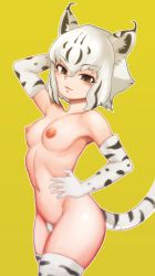 Rule 34 | 1girl, animal ears, black gloves, black hair, black thighhighs, breasts, brown eyes, character request, collarbone, elbow gloves, female pubic hair, from side, gloves, hand on own hip, kemono friends, ki94959437, looking at viewer, multicolored hair, multicolored thighhighs, navel, nipples, parted lips, pubic hair, small breasts, smile, solo, tail, thighhighs, white gloves, white hair, white thighhighs