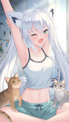 Rule 34 | 1girl, ;o, ahoge, alternate color, alternate hairstyle, animal ears, aqua eyes, armpits, arms up, bare shoulders, bedroom, blush, breasts, camisole, cat, check commentary, cleavage, collarbone, commentary request, creatures (company), crop top, fang, fox ears, fox girl, fox tail, game freak, gen 1 pokemon, green shorts, groin, hair between eyes, highres, hololive, indian style, indoors, light rays, long hair, looking at viewer, magikarp, midriff, morning, navel, nintendo, on bed, one eye closed, open mouth, oridays, pentagram, pillow, pokemon, pokemon (creature), shiny pokemon, shirakami fubuki, shorts, sidelocks, silver hair, sitting, skin fang, small breasts, stretching, sukonbu (shirakami fubuki), sunbeam, sunlight, tail, tearing up, twintails, virtual youtuber, waking up, white camisole, window, yawning