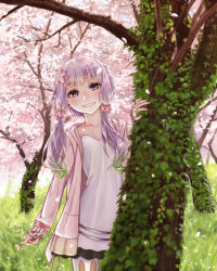 Rule 34 | 1girl, cherry blossoms, collarbone, dress, flower, hair flower, hair ornament, highres, hood, hoodie, kahadu (kawazu), looking at viewer, open clothes, outdoors, pantyhose, petals, purple eyes, purple hair, short hair with long locks, smile, solo, teeth, tree, twintails, v4x, vocaloid, voiceroid, white dress, yuzuki yukari, yuzuki yukari (onn), yuzuki yukari (vocaloid4)
